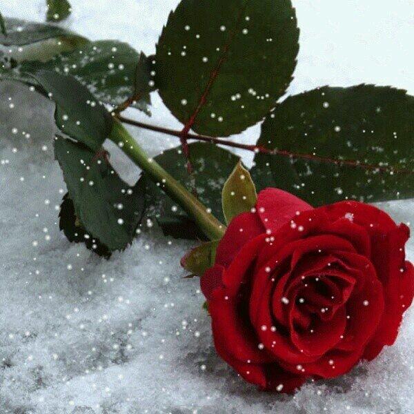 El_ungido7's tweet photo. @norita3329: @QuinteroLopezS @claucSn0 @patriciagr1313 @dra_winny @MorenoEucaris @analuciasilvam @Marilynpatino1 http://t.co/ClZOjufpVc”"