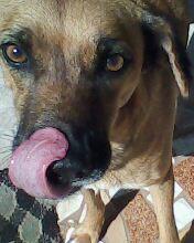 AllissonTanazio's tweet photo. @programapanico Não é montagem não. é real. espero que vcs coloquem a TITIKINHA na programação ai. Brigadão http://t.co/avR9qxV98m