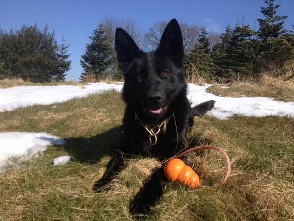 StaffsPolice's tweet photo. More details about @StaffsDogs #PDPippa and the arrests on Sunday morning via http://t.co/ZnzKfHeshf http://t.co/Wi17B6Rfte
