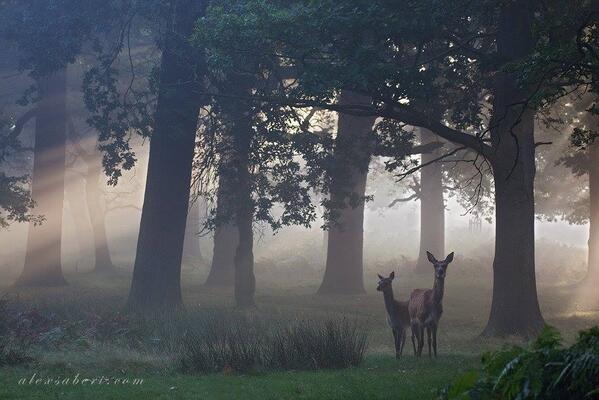Gabriele_Corno's tweet photo. Meeting The Unknown, Richmond Park, England by Alex Saberi #mystic http://t.co/0CRKN85oXA
