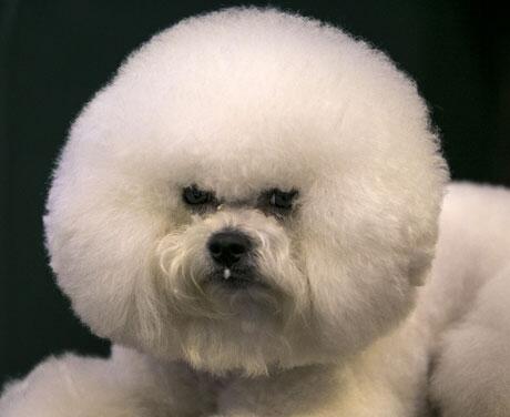 LBC's tweet photo. The 10 most ridiculous-looking dogs from Crufts http://t.co/hX8t7PE5nb http://t.co/akDLgdsCZV
