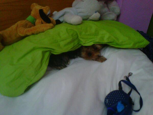 Paulobbis's tweet photo. Yo se de alguien que no quiere salir a la calle http://t.co/3yhwLmdCzK