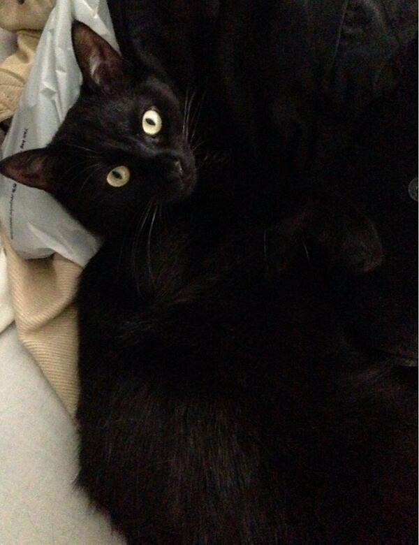 BashfulCat's tweet photo. *He moves himself closer to the warm pillow* http://t.co/kQQonQlXJ6