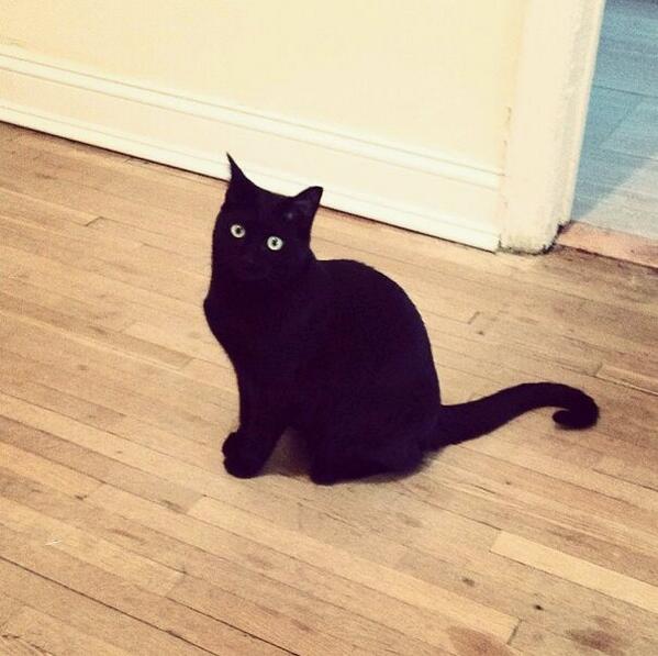 BashfulCat's tweet photo. Meow. http://t.co/62fqPyQss3