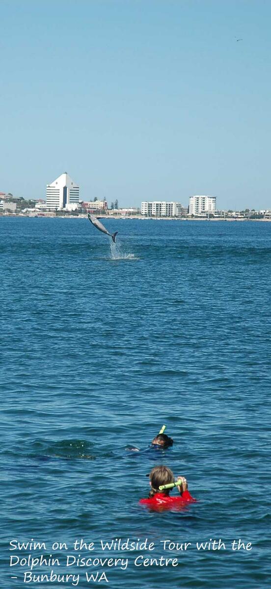 #talkupWA Fantastic Dolphin photos from the last few weeks, check this one out. Calves are in the Bay now too!