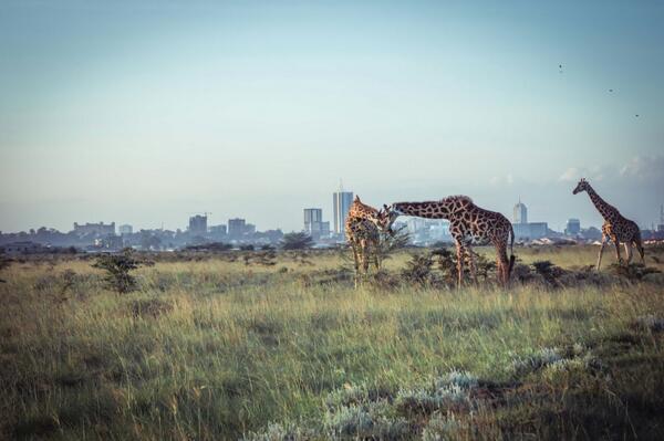 djguyj's tweet photo. nature + city = ? http://t.co/sg0XbxZv7n