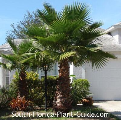 PlantPerfectio's tweet photo. Check our site and get better price for you garden. http://t.co/kJMsAbNtq5  #Miami #summertime #MakeitGreat #retweet http://t.co/iXU717lWNR