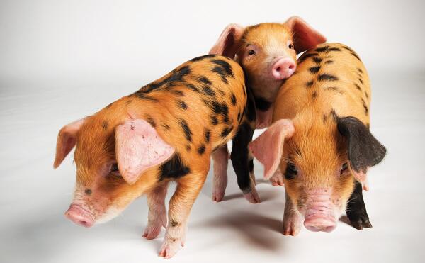 свиньи рыжего цвета. свиньи рыжего цвета. свинья темворс. рыжая свинья. рыжие свинья порода.