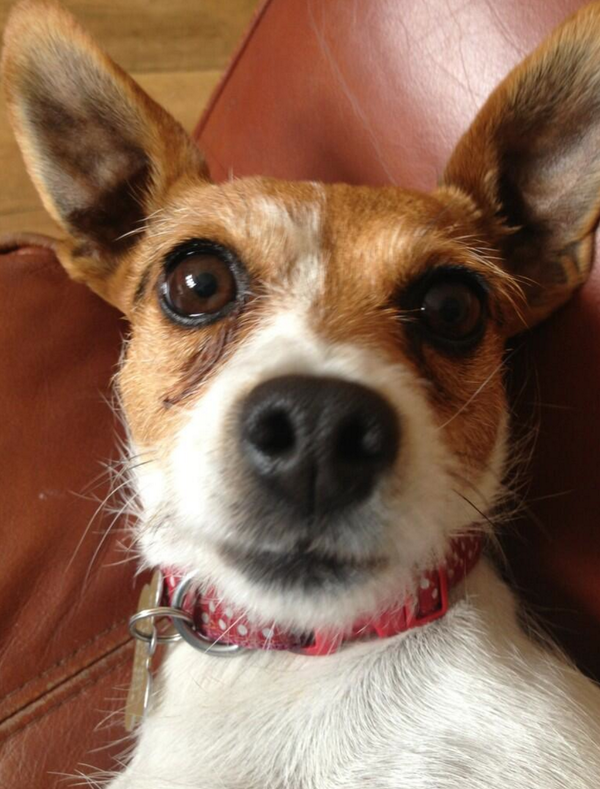 PuppySelfies's tweet photo. "First selfie!" #PuppySelfies http://t.co/6vlMGJzLty