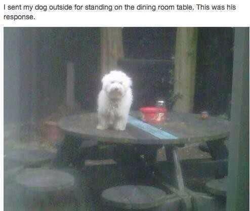 dogs_pal's tweet photo. This is funny http://t.co/sVdL1dO45V