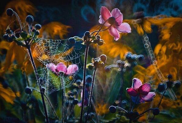 Gabriele_Corno tweet picture