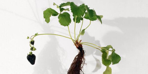 UAL Research tweet media