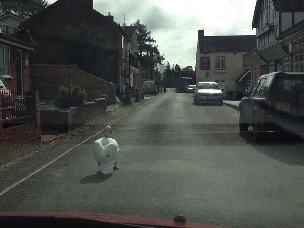 SerenityDrive's tweet photo. Only in Horning ...

#GiveWayToSwans http://t.co/xxgyVsoIfx