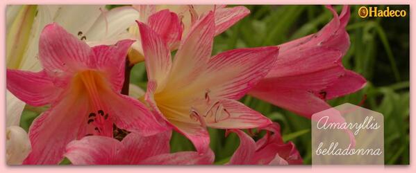 HadecoBulbs tweet picture