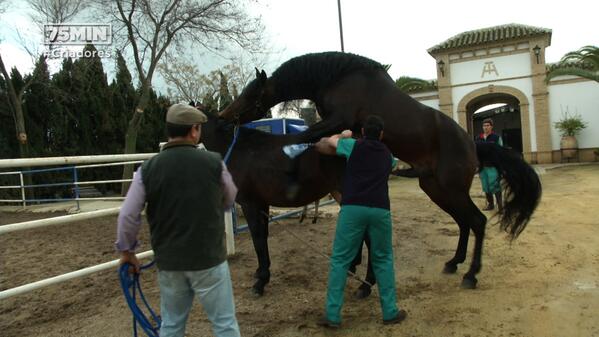 75Minutos's tweet photo. Mañana #Criadores ¿Cuánto cuesta el semen de un caballo de pura raza española? #FuentesDeAndalucía @Fuentesonline http://t.co/i6kbjZvZIM