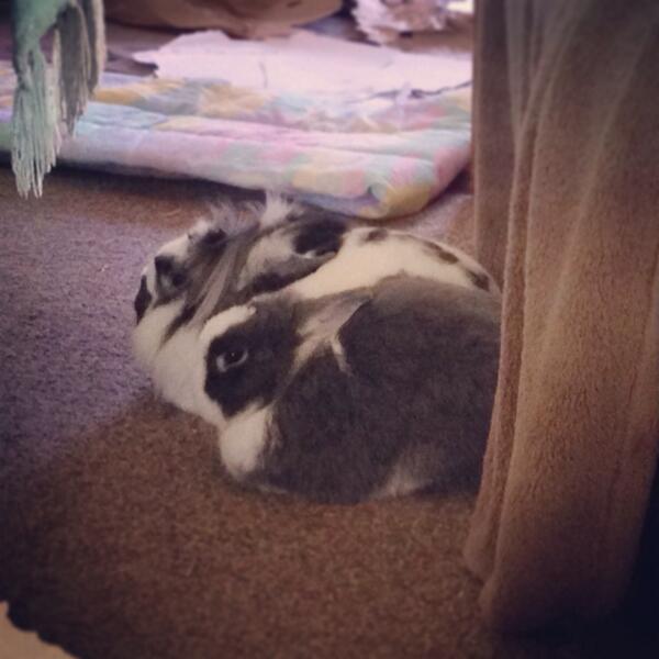 adorabun's tweet photo. #loaflife http://t.co/bkw1Ih5xQZ