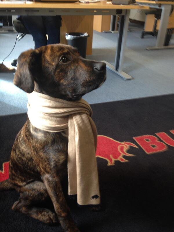 RagingBullLtd's tweet image. This is Theo the Raging Bull - Dog #puppy