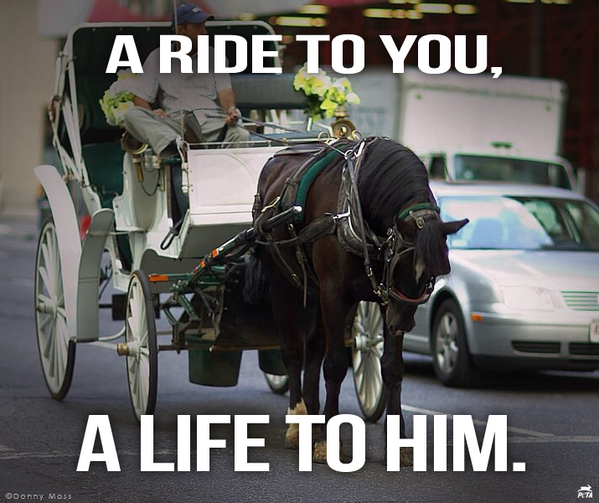 peta's tweet photo. It's the #YearOfTheHorse. How about we STOP causing them pain &amp; death to do THIS? #BanHorseCarriages http://t.co/KxtftnevPW