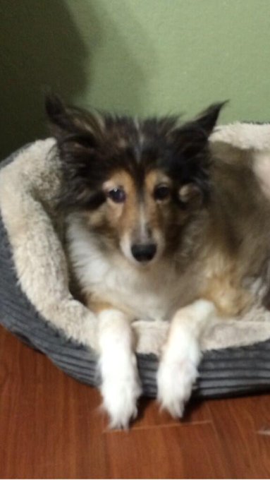 On our way home for a cpl days. Our oldest furbaby passed away this morning. Seymore would have been<a href="/tag/motogp"class="tags"><span>#motogp</span></a>