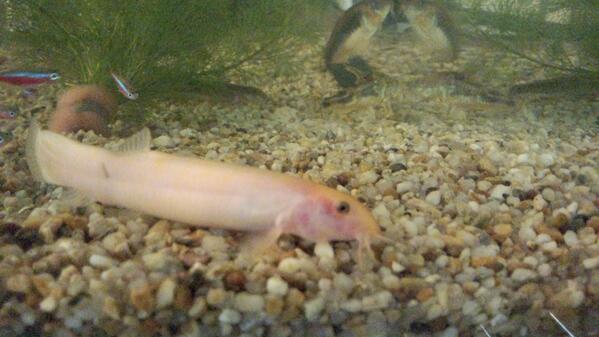 naoki15711's tweet photo. #突然の飼育魚画像祭り http://t.co/CxxTahvNni