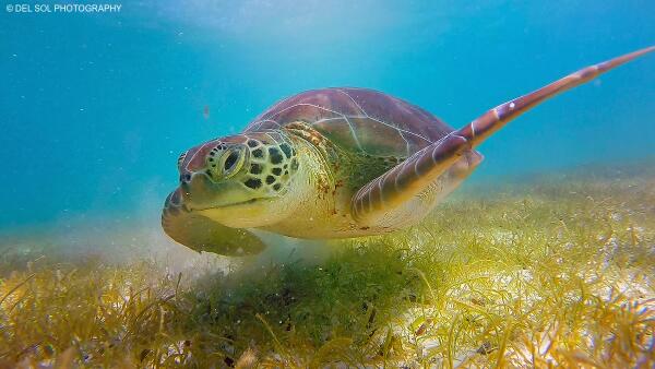 delsolphoto's tweet photo. A1. Snorkel with turtles in Akumal, mamas will start to nest soon! #mexchat http://t.co/f5Rwx3a0CO