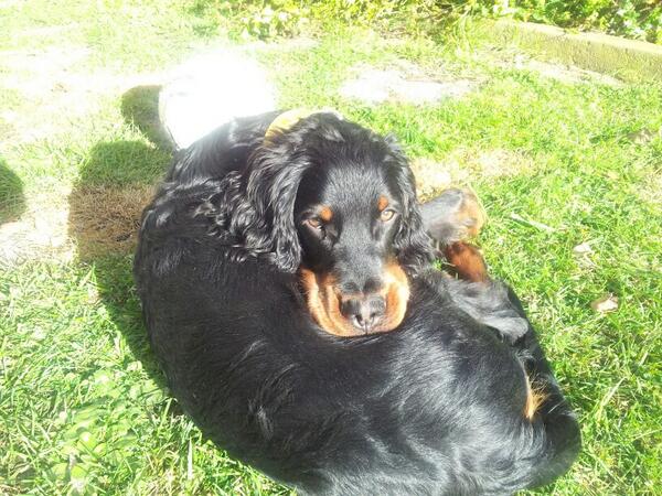 Itx_aso's tweet photo. @Gordon_el_Perro este es mi #belfie http://t.co/gm9d0DZHEZ