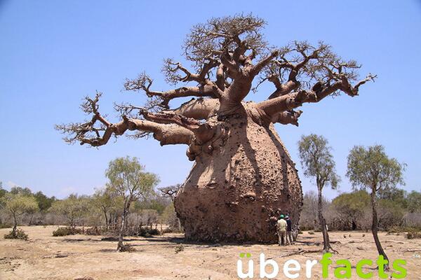 frank_armstrong's tweet image. "@UberFacts: This is a Baobab tree -- It can hold over 32,000 gallons of water in it's trunk. http://t.co/sSjKuRgwL4"@LiquidofLife