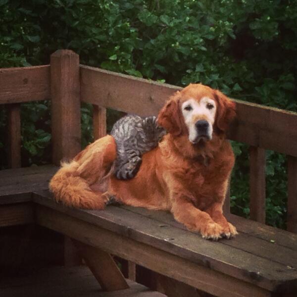 c_tiptip's tweet photo. RIP Lucy... 😥 #bestdogever #sadday http://t.co/aOQ1pHHYri