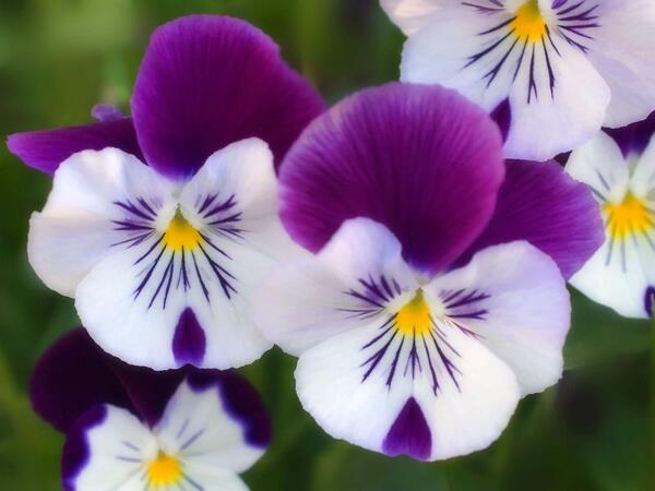 florybethvarela's tweet photo. Buenas tardes a todos aqui les mando unas florecitas http://t.co/PPqr0Ew6wc