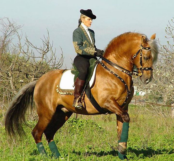 Planeta_Agro_'s tweet photo. Los #caballos por siempre en el corazón de los #hombres, da le RT si amas los #Caballos http://t.co/eyrgm93ALf