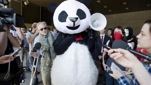 RadioCanadaInfo's tweet photo. Anarchopanda se présente pour le Parti nul, qui réclame la comptabilisation des votes blancs http://t.co/r4B08Pb8jX http://t.co/vb3rdRwEIW