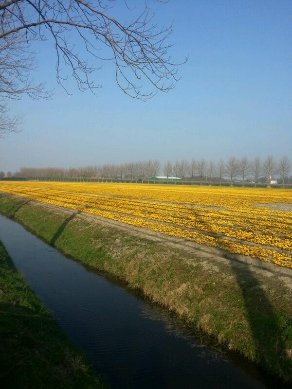 aad_ruiter's tweet photo. Crocus geel in bloei.  Benningbroek N-H. http://t.co/VnZxqFVhqT
