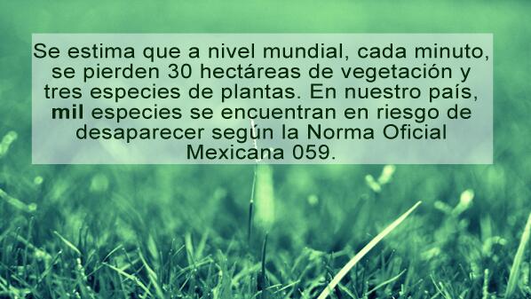 riveravazq's tweet photo. Cuidar Espacios públicos y respeto a áreas verdes en Coyoacan http://t.co/wVbbrOt0cv
