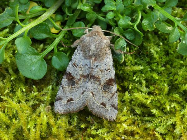 BarrieWidden's tweet photo. Good start to moth-ing season:16 moths, 6 spp. Early Grey, D.fagella, C Quaker, Heb Charac, S Quaker, Clouded Drab. http://t.co/uNEeIitZ2N