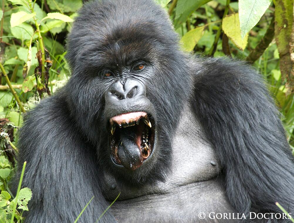 Gorilla teeth