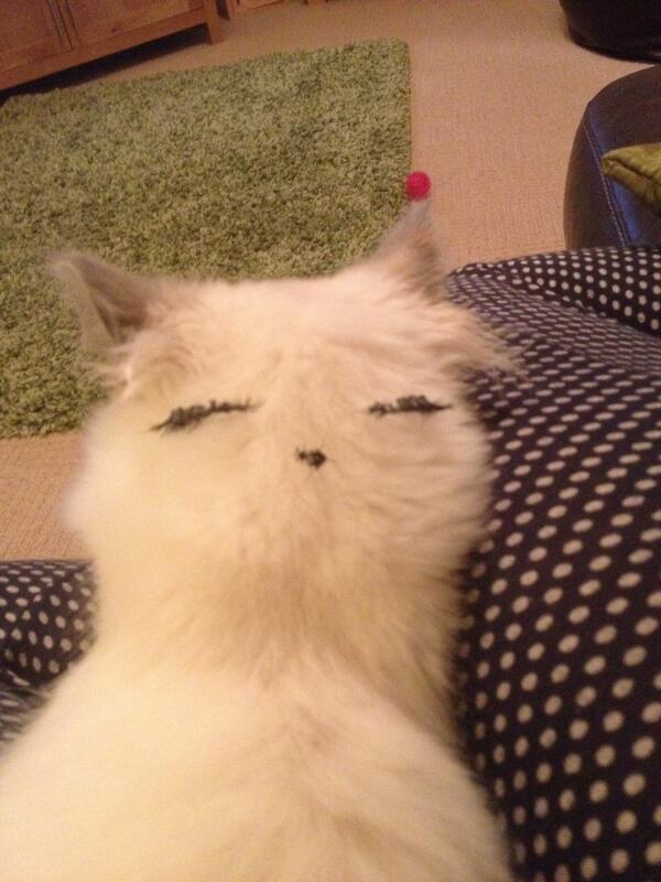 joloevs's tweet photo. My pretty cat…. @Dawny_lou @KeKayleigh @SiManty1 http://t.co/ngHQLAlrZw