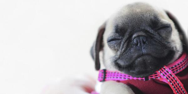 HuffPost's tweet photo. Happy National Napping Day! Treat yourself to a snooze :) http://t.co/hESJch08tm