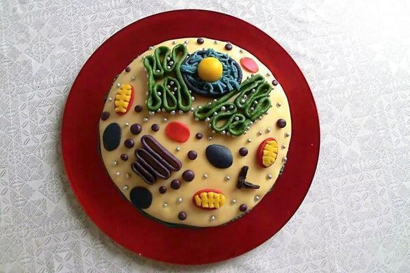 microBIOblog's tweet photo. Cell cake, huuuuuum! http://t.co/o1GngZMdzr