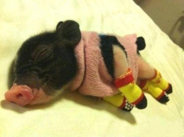 shannham's tweet photo. “@UberPhotographs: A piglet wearing a sweater and booties! http://t.co/rt1lcKZUzX” wwwaaaaaaaaa!!!!!!!!