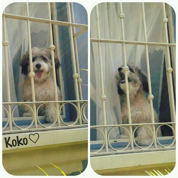 alex_molina29's tweet image. Asi luce él cada vez qe me voy para clases :$ #Hermoso #mikoko