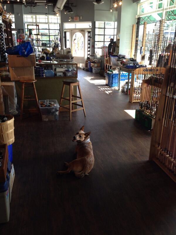 HighwaterTackle's tweet photo. Indie hanging out in the new shop and loving it! Come in and say hi! Here till 6pm today! http://t.co/QY9SBqMfSD