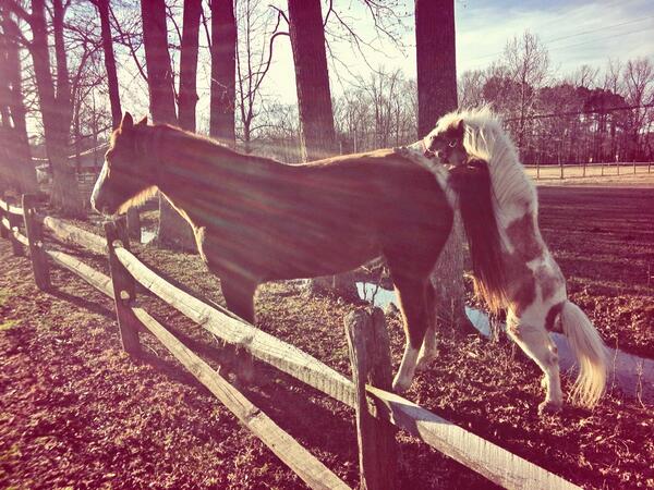PonyDynasty's tweet photo. Milkshake trying to get his moves on http://t.co/0hUC0AffpW