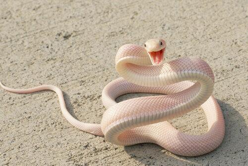 Softwick's tweet photo. WOW! Even snakes are cute!?!? #cuteortoocute LOL (lots of love), Chad. http://t.co/mF2rpu3edu