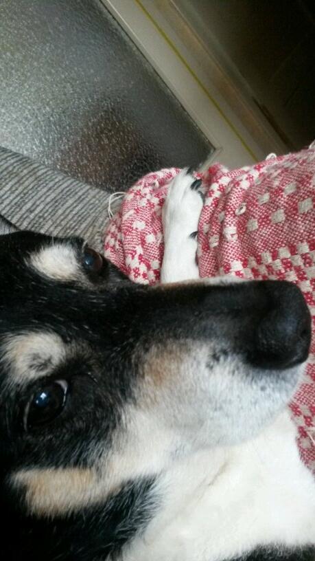 Maxdessert's tweet photo. Even de camera ter poot genomen #hadhetvrouwtjelatenliggen Gelijk even een foto van mezelf gemaakt #selfievanMax http://t.co/Fi5s0uldkr