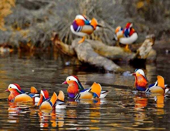Gabriele_Corno's tweet photo. Mandarin ducks #colors #spring http://t.co/3CcCQ0rLN2