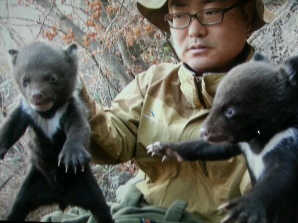 dubugii's tweet photo. ##지리산에서 최근 태어난 반달가슴곰입니다.
어미곰 3마리가 새끼5마리를 출산했다네요~~^^ http://t.co/KGOqkeiS3A
