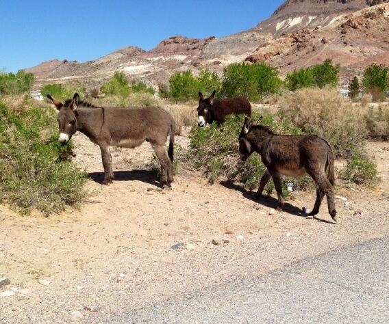 On the drive back to AZ there were so many asses on the road - literally! http://t.co/lzEFthq7JN