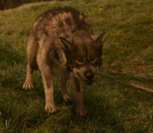 Maugrim [@Maug_wolf]