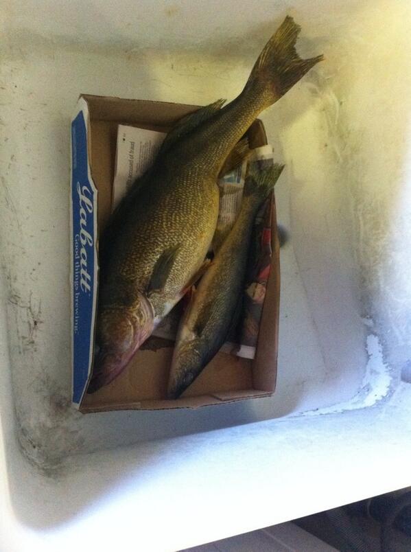 LiquidofLife's tweet image. Water not only provides us with a healthy alternative to pop it also is home to the beautiful and edible fish#walleye