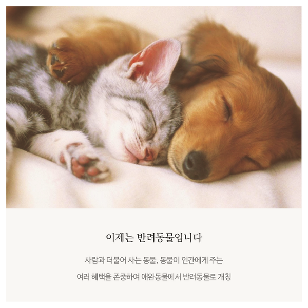 집에 오면 기다리고 있는 우리집강아지,
지금쯤 뭐하고 있을까요? 

더 나은 세상을 위한, Better
ilikebetter.com